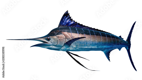 Quadro em tela Blue Marlin Fish with Spear-like Bill and Dorsal Fin
