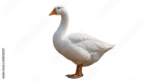Obraz na płótnie White domestic goose with orange beak and legs