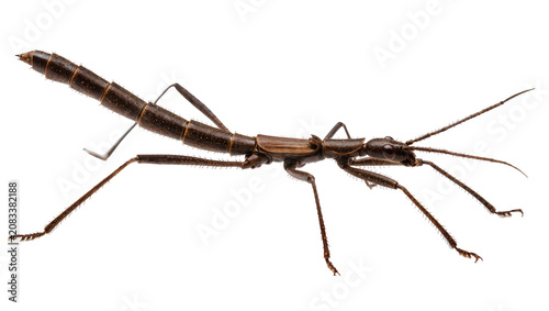 Cuadro en lienzo Brown stick insect with long legs and antennae