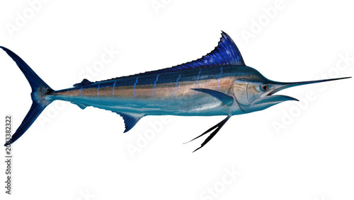 Fotografie Blue Marlin Fish with Spear-like Bill and Dorsal Fin