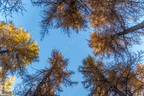 Autumn larch trees against a clear blue sky