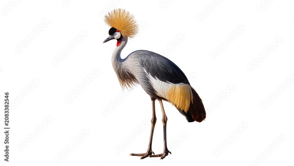 Fototapeta premium Grey Crowned Crane with Golden Crest and Red Neck