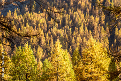 Larch trees displaying golden autumn foliage in a mountain forest