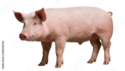 Obraz na płótnie Pink pig standing profile view