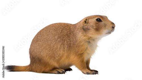 Bild auf Leinwand Prairie dog rodent animal fur brown mammal