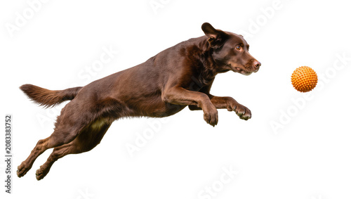 Photos Brown Labrador dog jumping to catch orange ball