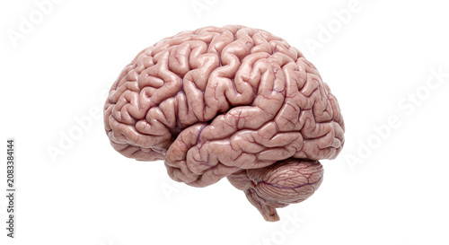 Foto Detailed human brain anatomy with cerebellum and cerebral cortex on white backgr