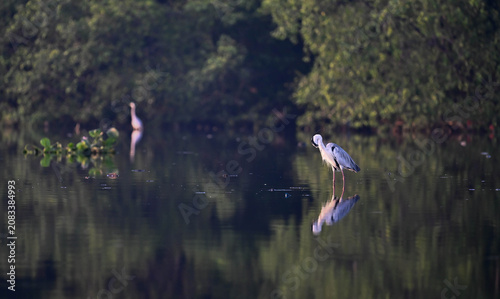 Obraz na plátně Grey Heron Preening Feathers in Shallow Water with Mirror Reflection
