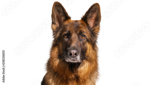 Cuadro en lienzo German Shepherd dog portrait alert expression, brown and black fur