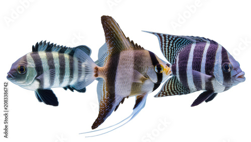 Fotografija Three striped angelfish swimming together