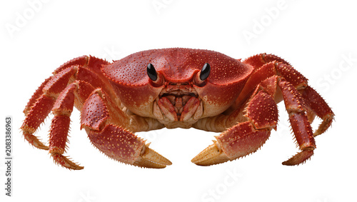 фотографія Red spiny crab with large claws and black eyes