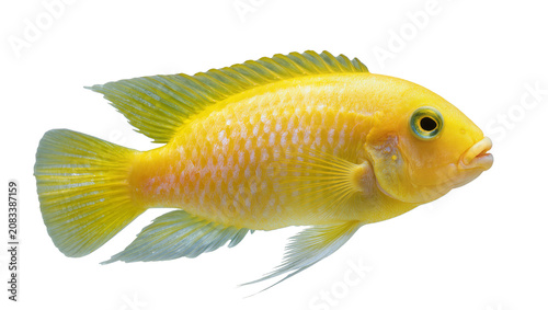 Bild auf Leinwand Bright yellow African cichlid fish with pale blue fins
