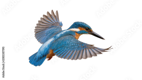 Tableau sur toile Common Kingfisher bird in flight with wings spread