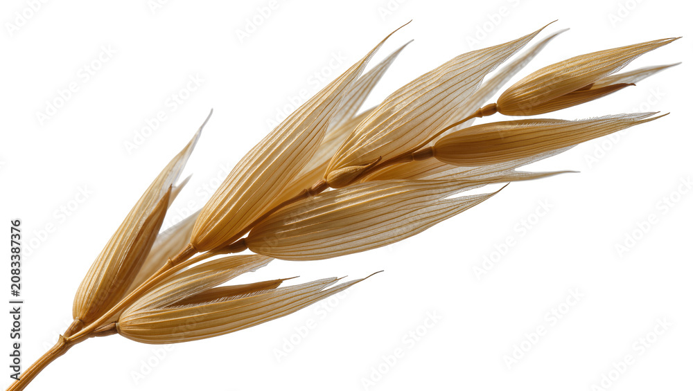 Obraz premium Golden oat spike with detailed texture and seeds