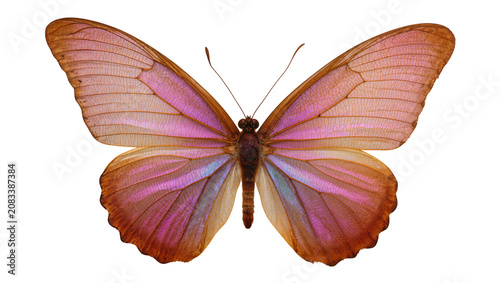 Konstfotografi Iridescent butterfly with pink and blue wings, detailed veins