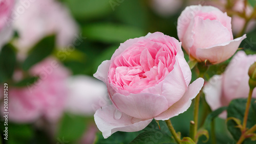 Foto Floral background with beautiful pink roses