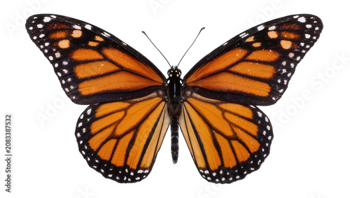 Tableau sur toile Monarch butterfly with orange black, and white wings spread open