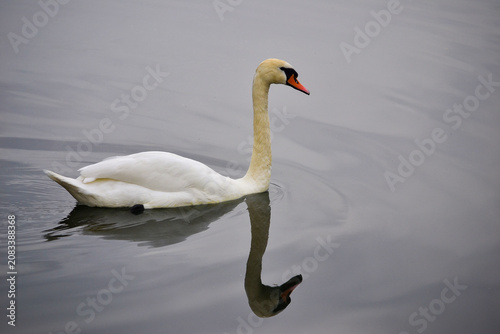 A swan on the lake in Drawienski Park Narodowy, Drawa National Park, Poland