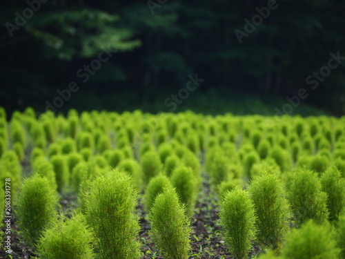 Foto 森を背景に広がる緑のコキアの群生