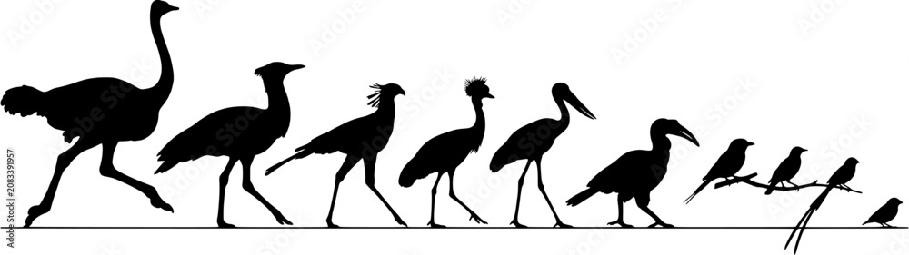 Fototapeta premium Bird silhouette icon set in a flat black style including ostrich, crane, hornbill, and various small birds walking and perching on a line.