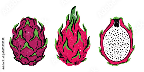 Three hand drawn dragon fruit pitaya illustrations showing whole and cross cut section.