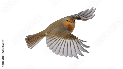 European Robin bird in flight with wings spread
