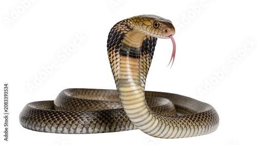 Quadro su tela King Cobra snake with hood flared and tongue flicking