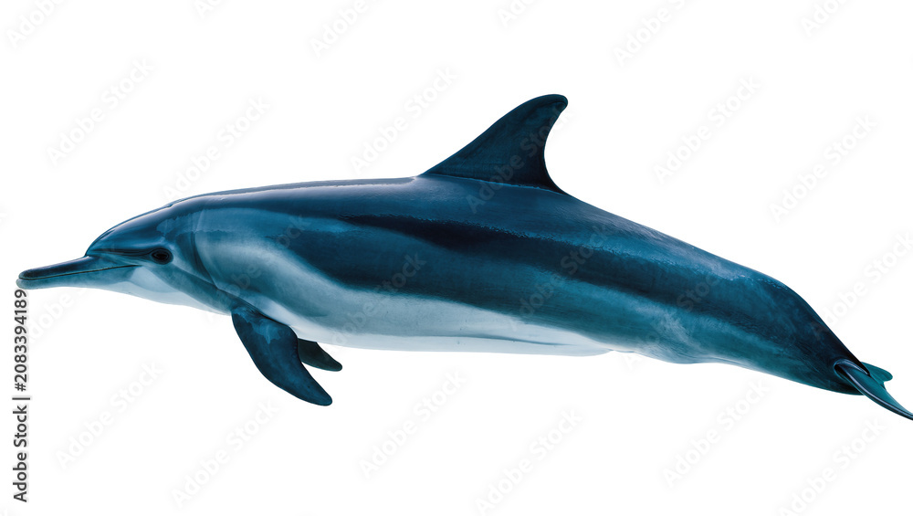 Obraz premium Blue and white striped dolphin swimming