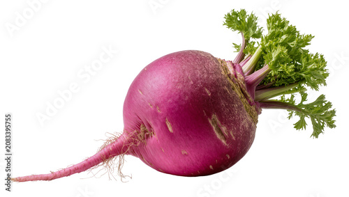 Tableau sur toile Round purple radish with green leafy tops and long taproot