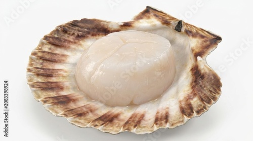 Fresh scallops on shell: ocean delicacy element, isolated on white background 
