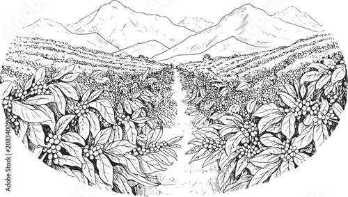 Canvas-taulu 連なる山々に囲まれた緑豊かなコーヒー農園のクラシックスタイルの手描きイラスト。