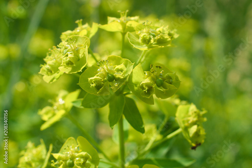 Green spurge (Euphorbia virgata) blooming