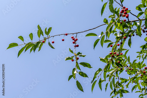 Cherry tree branch with ripe red fruit berries foliage sky