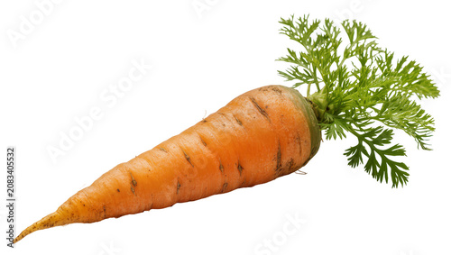 Foto Orange carrot with green leafy tops