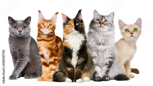Tableau sur toile Five diverse cats sitting together grey orange tabby calico silver tabby, cream