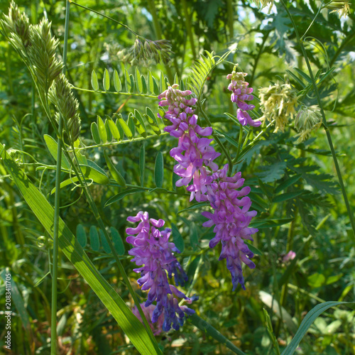 Tufted vetch (vicia cracca) in a meadow