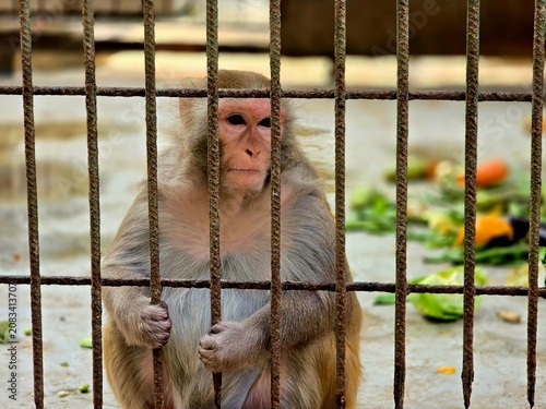 Photography Close-up portrait of a monkey holding metal cage bars, showing an emotional and thoughtful expression