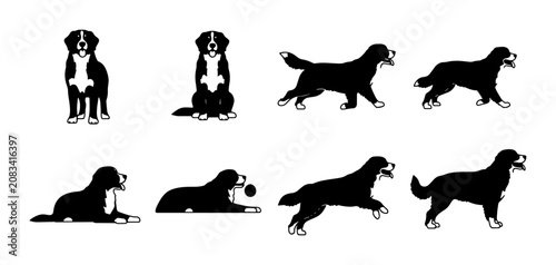 Fotografie Bernese Mountain Dog Vector Illustrations: Sitting, Lying, Playing, Walking Pose