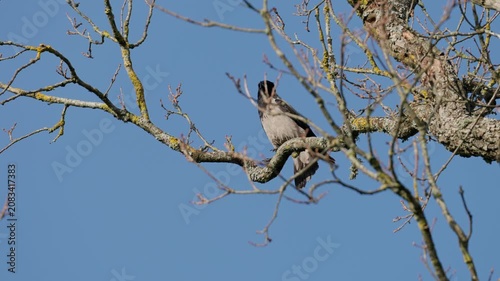 Grey bird resting high on leafless branch under bright daylight, with open beak and raised head suggesting call. Wide low angle view shows blue sky, rough bark, lichen,