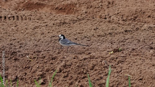 Black and white wagtail-like bird searches rough tilled soil in open rural field, seen from side view with alert posture, long tail, soft daylight, muted earth tones, quiet farmland scene