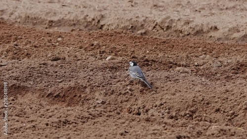 Black and white wagtail-like bird searches rough tilled soil in open rural field, seen from side view with alert posture, long tail, soft daylight, muted earth tones, quiet farmland scene