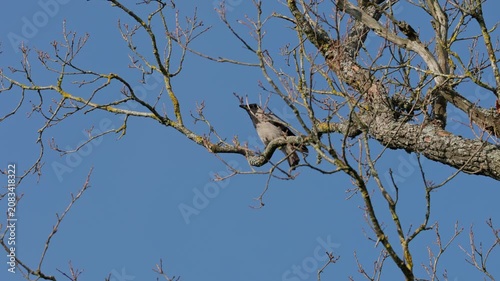 Grey bird resting high on leafless branch under bright daylight, with open beak and raised head suggesting call. Wide low angle view shows blue sky, rough bark, lichen,