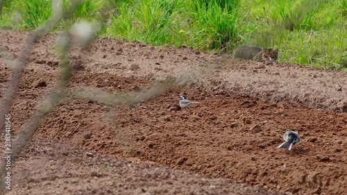 Black and white wagtail-like bird searches rough tilled soil in open rural field, seen from side view with alert posture, long tail, soft daylight, muted earth tones, quiet farmland scene