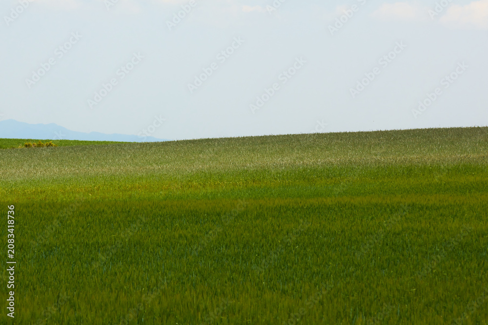 Fototapeta premium A wide minimalist landscape shot featuring a vibrant green grass field meadow under a vast cloudy sky, offering plenty of copy space for commercial design.