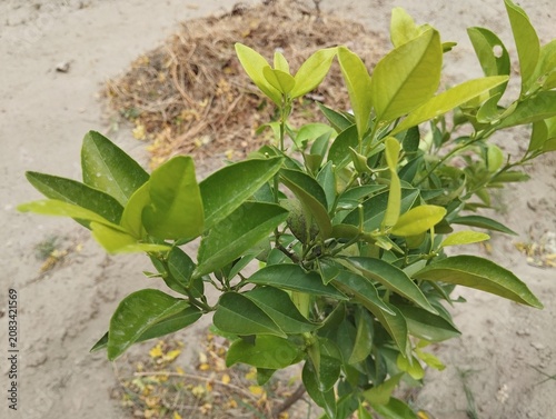 Close-up of a Young Green Plant with Fresh New Leaves Growing in Soil