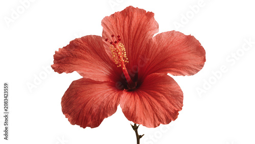 Fotografie Coral red hibiscus flower with delicate petals and stamen