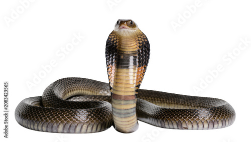 Konstfotografi Indian Cobra snake with hood flared, poised to strike