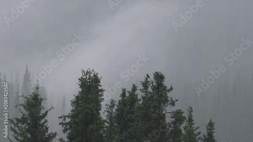 Moody wide shot of a crow perched on a pine tree top during a heavy rainy and foggy day in a mountain forest. Perfect dark cinematic background for nature, environment, and weather concepts.