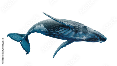 Vászonkép Humpback whale swimming with pectoral fins extended