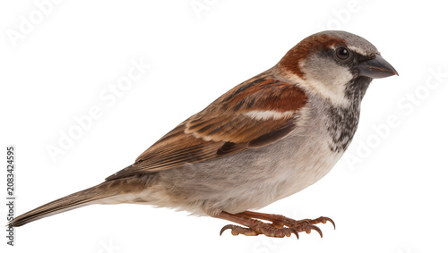 Quadro su tela Male House Sparrow perched on white